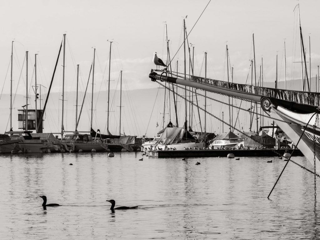 Lausanne harbor, still waters, resting boats, and the quiet company of birds drifting through the morning light