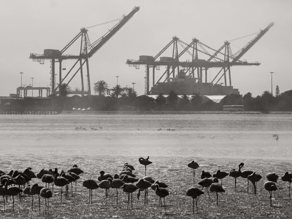 Industrial cranes and flamingos at Swakopmund’s port
