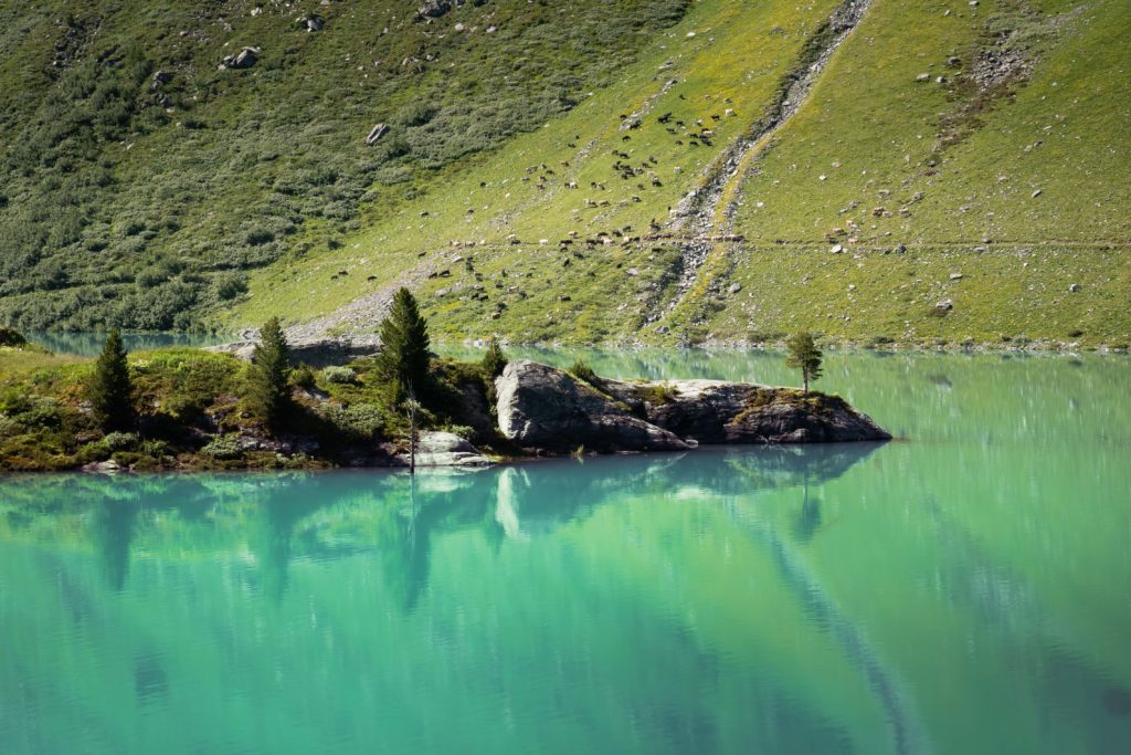 Turquoise reflections and grazing cows along the slopes of a quiet alpine lake in the Valais Alps, Switzerland