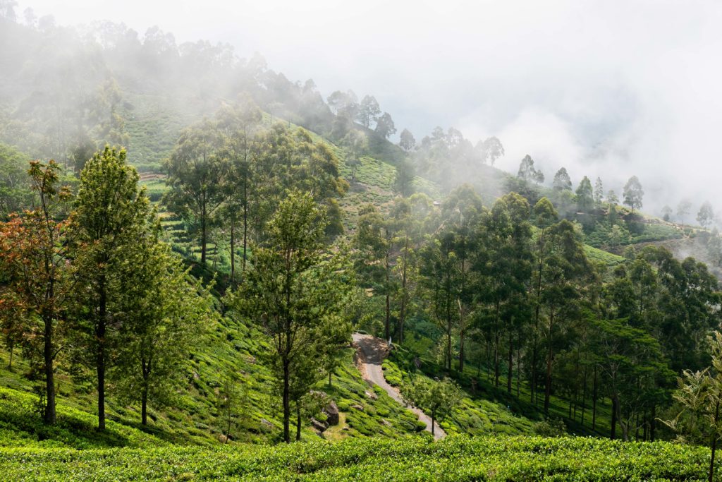 Soft light and morning mist drifting through the tea hills near Nuwara Eliya, Sri Lanka