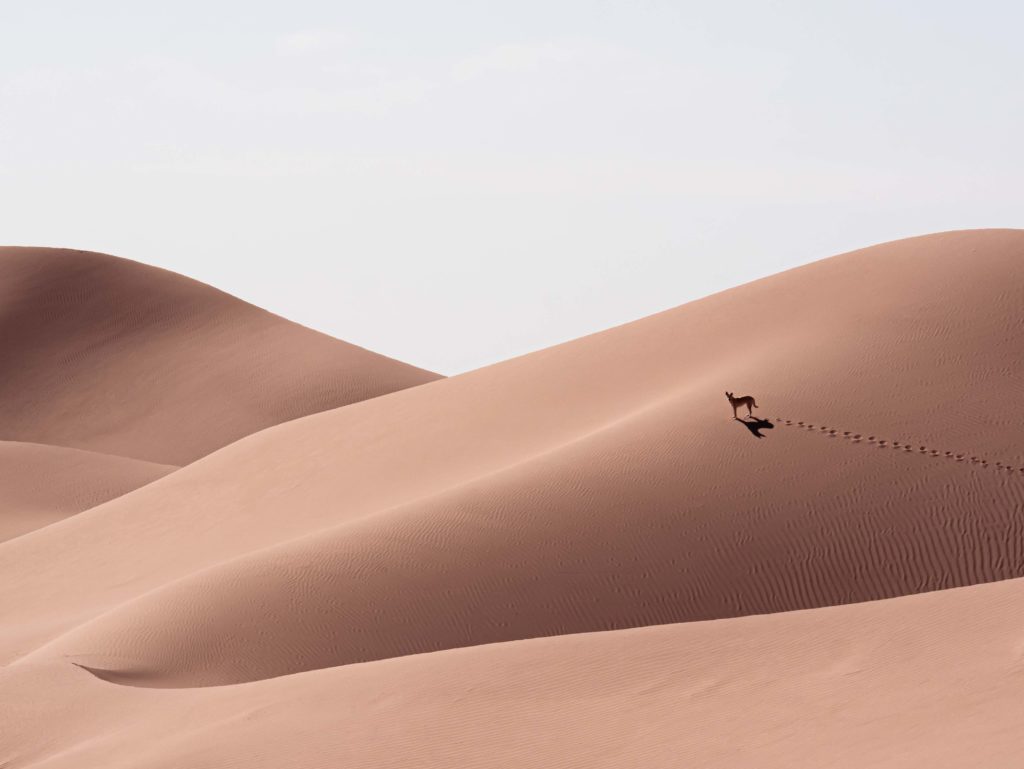 A solitary dog crossing the silent dunes of the Moroccan Sahara, leaving a trail in the sand