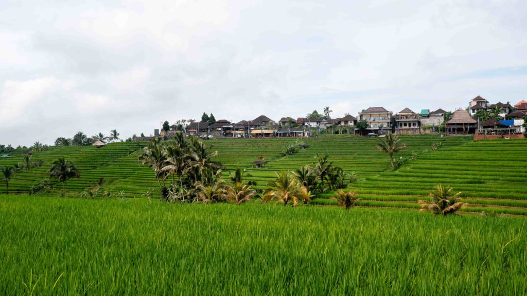 Green terraced rice fields with palm trees and village houses in Tegallalang