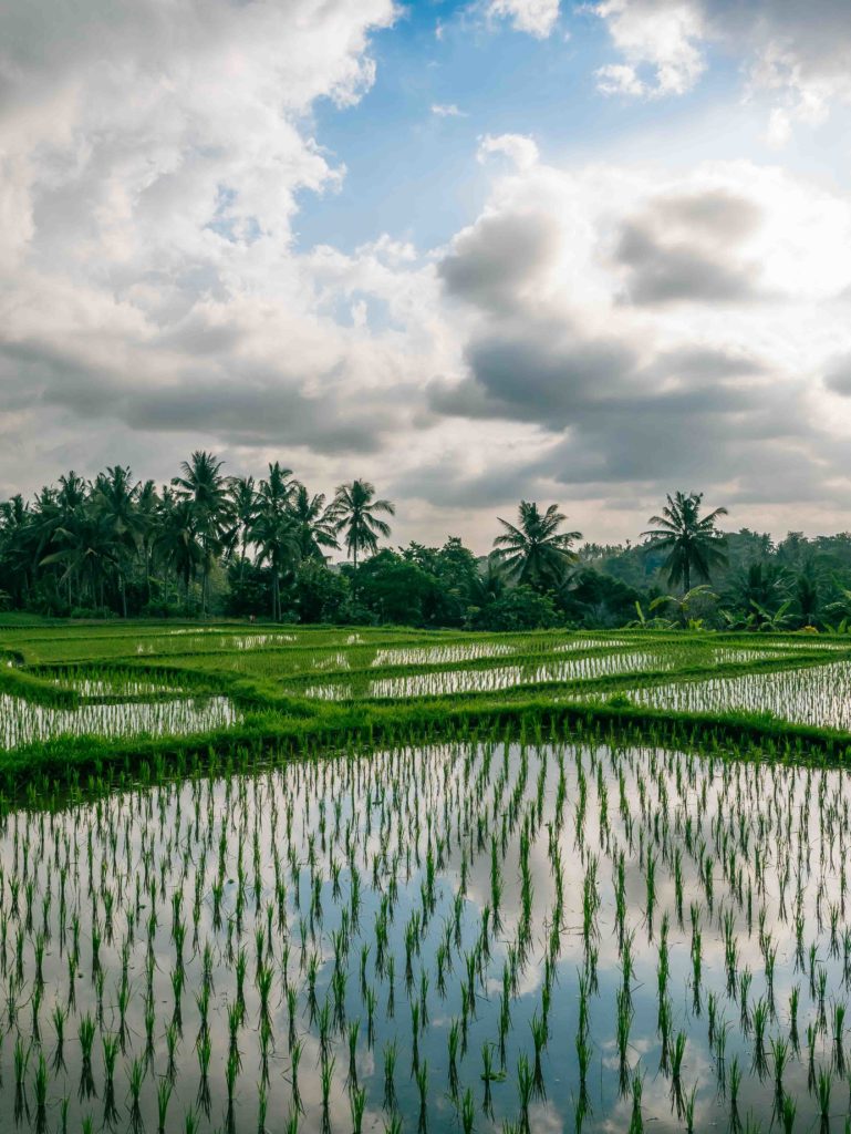 Rice paddies reflecting the sky and palm trees near Ubud