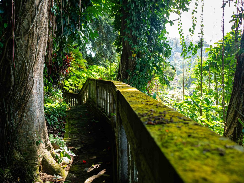 Moss-covered stone pathway winding through tropical forest near Ubud