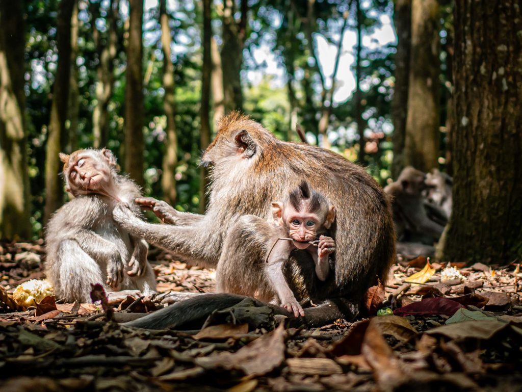 Long-tailed macaque family grooming in the Sacred Monkey Forest of Ubud