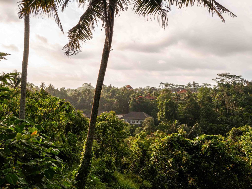 Tropical landscape with palm trees and jungle-covered hills at sunrise in Ubud