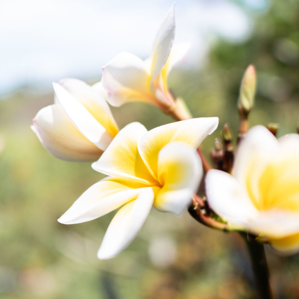 Close-up of white and yellow frangipani flowers blooming in Bali