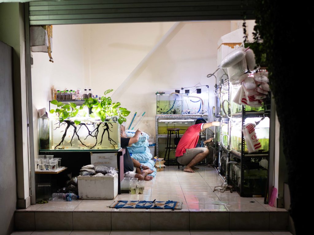 Men working in a small aquarium shop with fish tanks and plants in Yogyakarta
