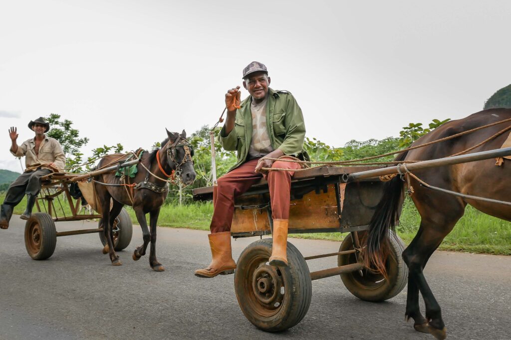 Cuban farmer riding a horse-drawn cart in Viñales Valley