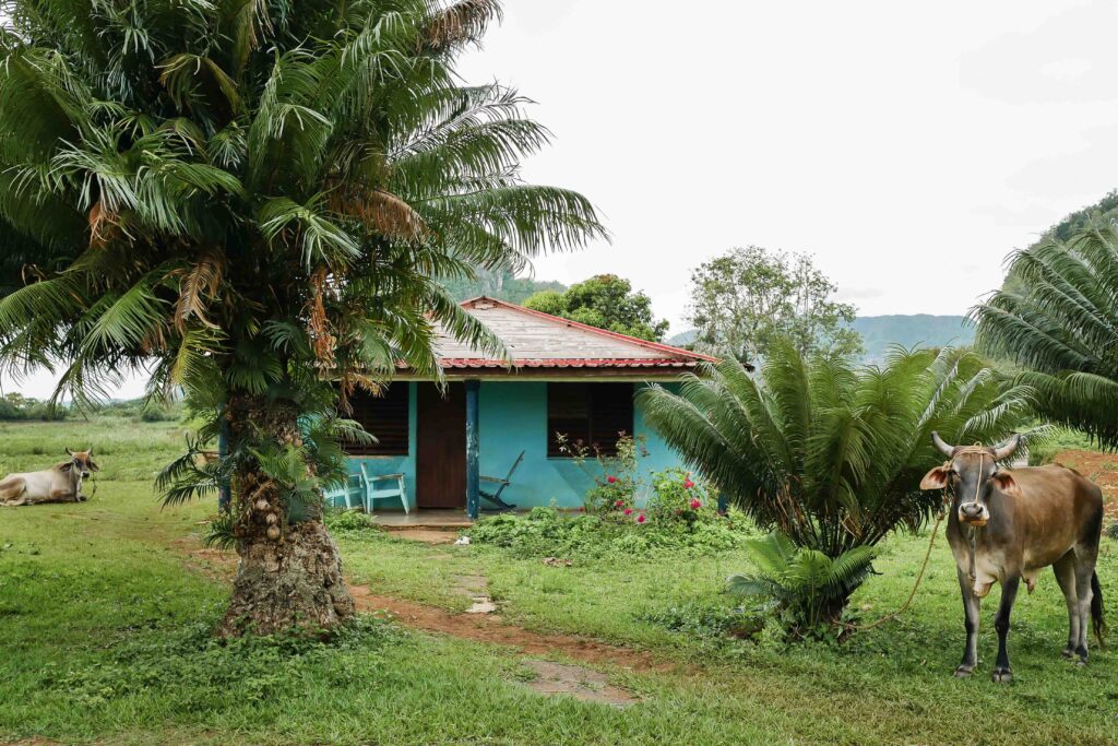 Traditional Cuban house surrounded by tropical palm trees