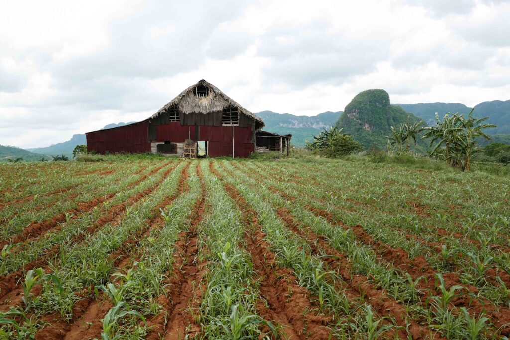 Tobacco field and rustic barn in Viñales Valley